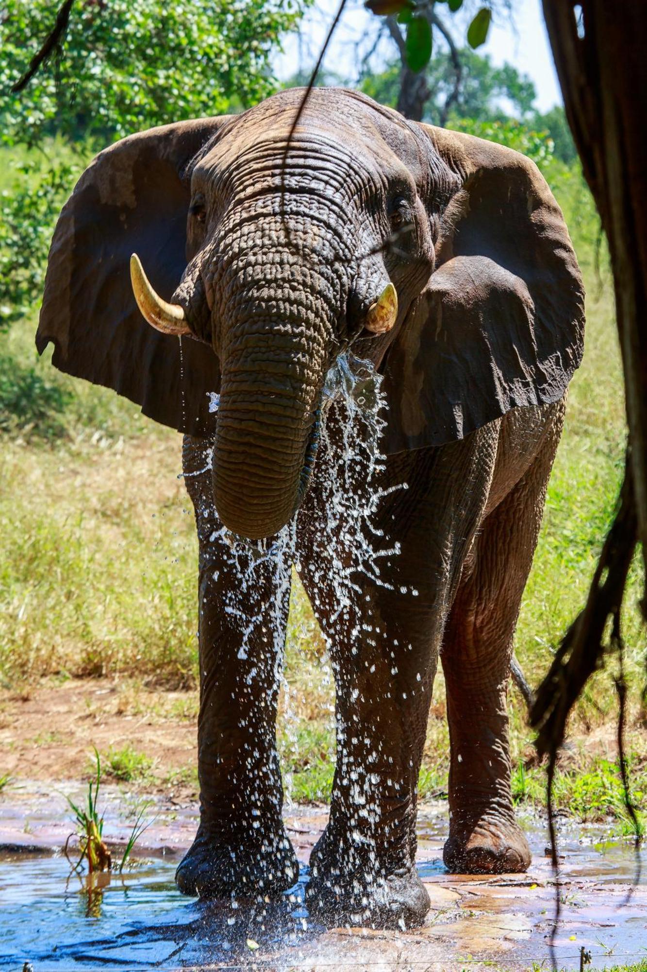 Sable Creek Safari Lodge Tzaneen Exteriör bild