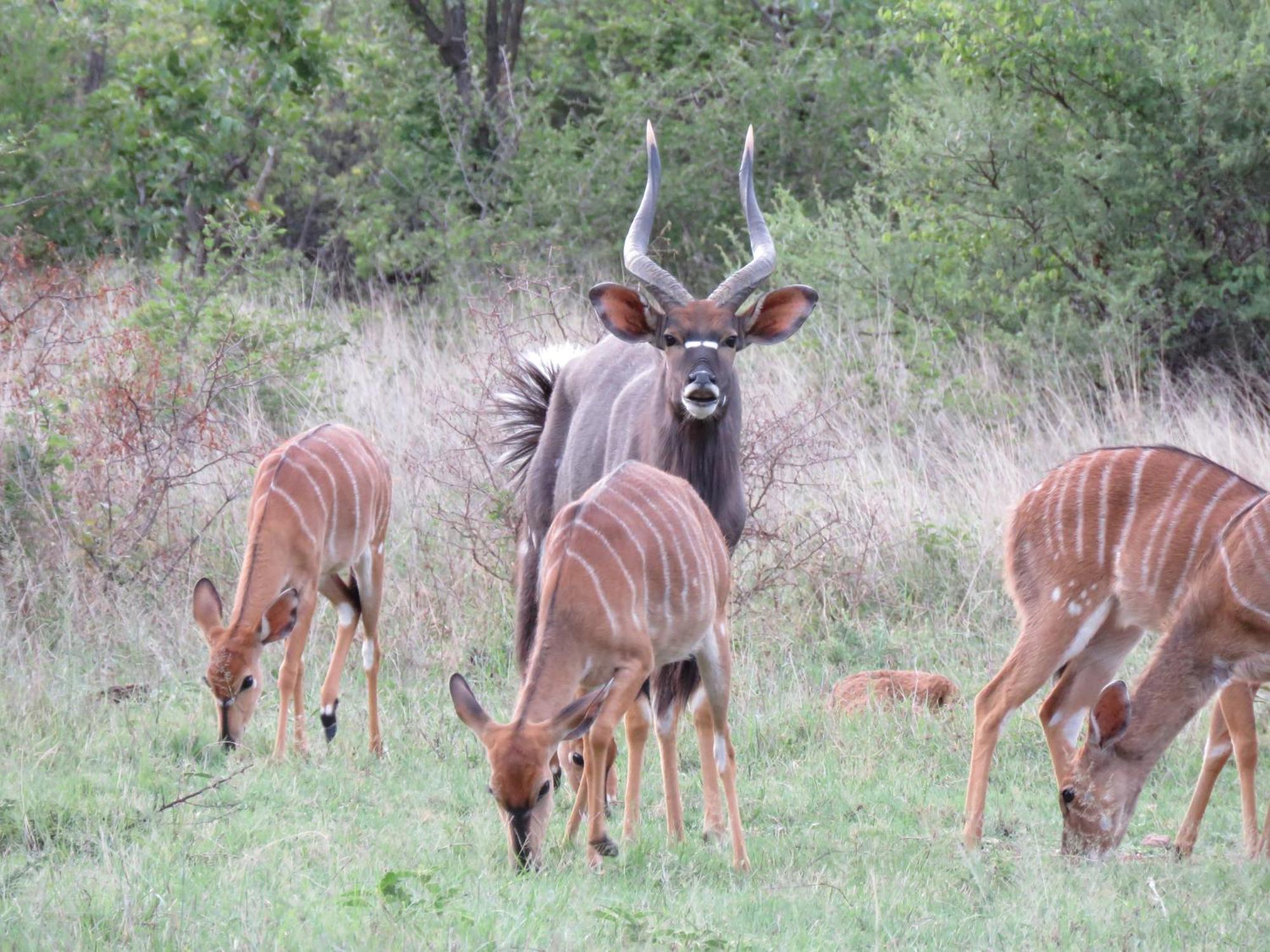 Sable Creek Safari Lodge Tzaneen Exteriör bild