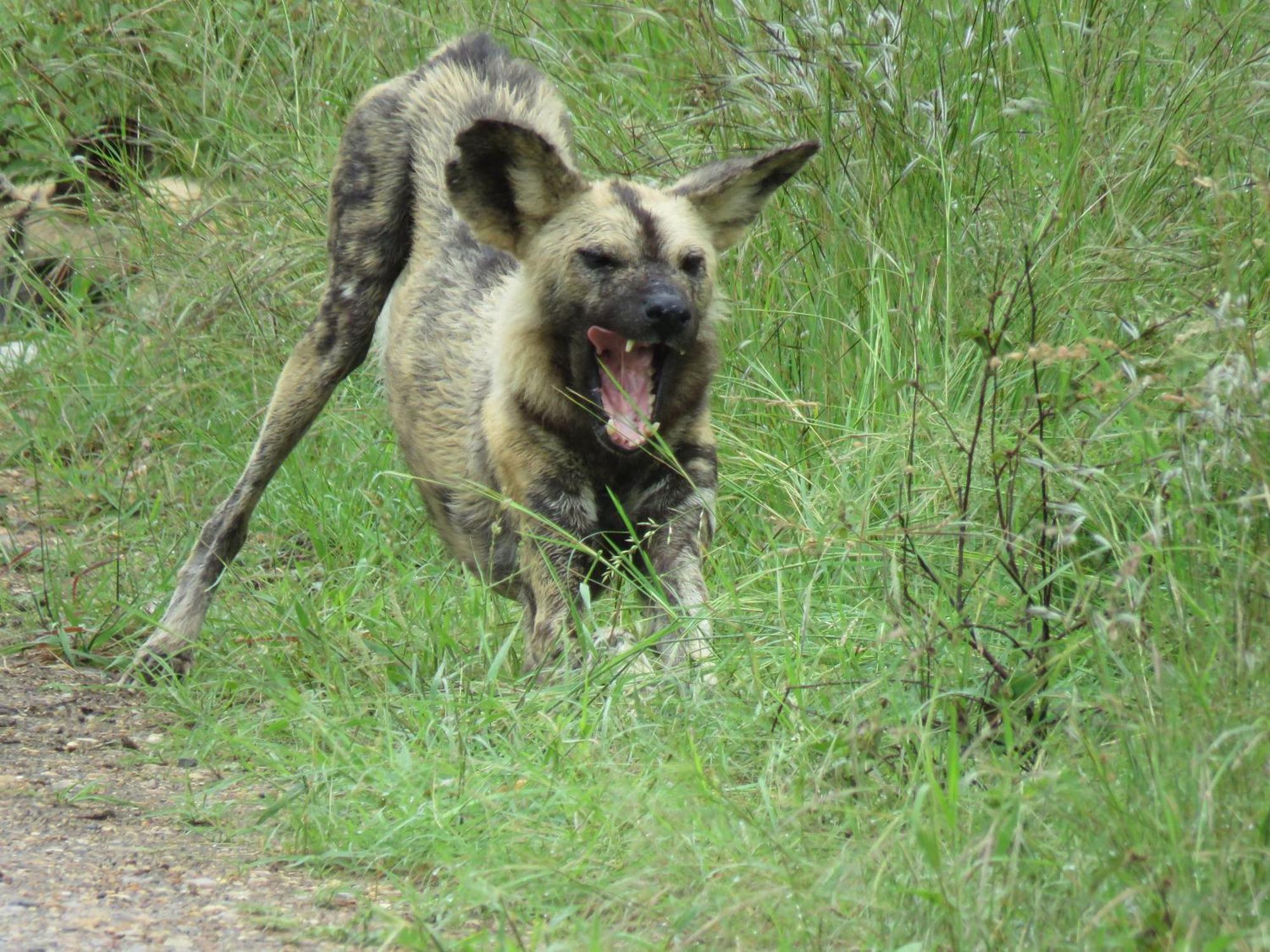 Sable Creek Safari Lodge Tzaneen Exteriör bild