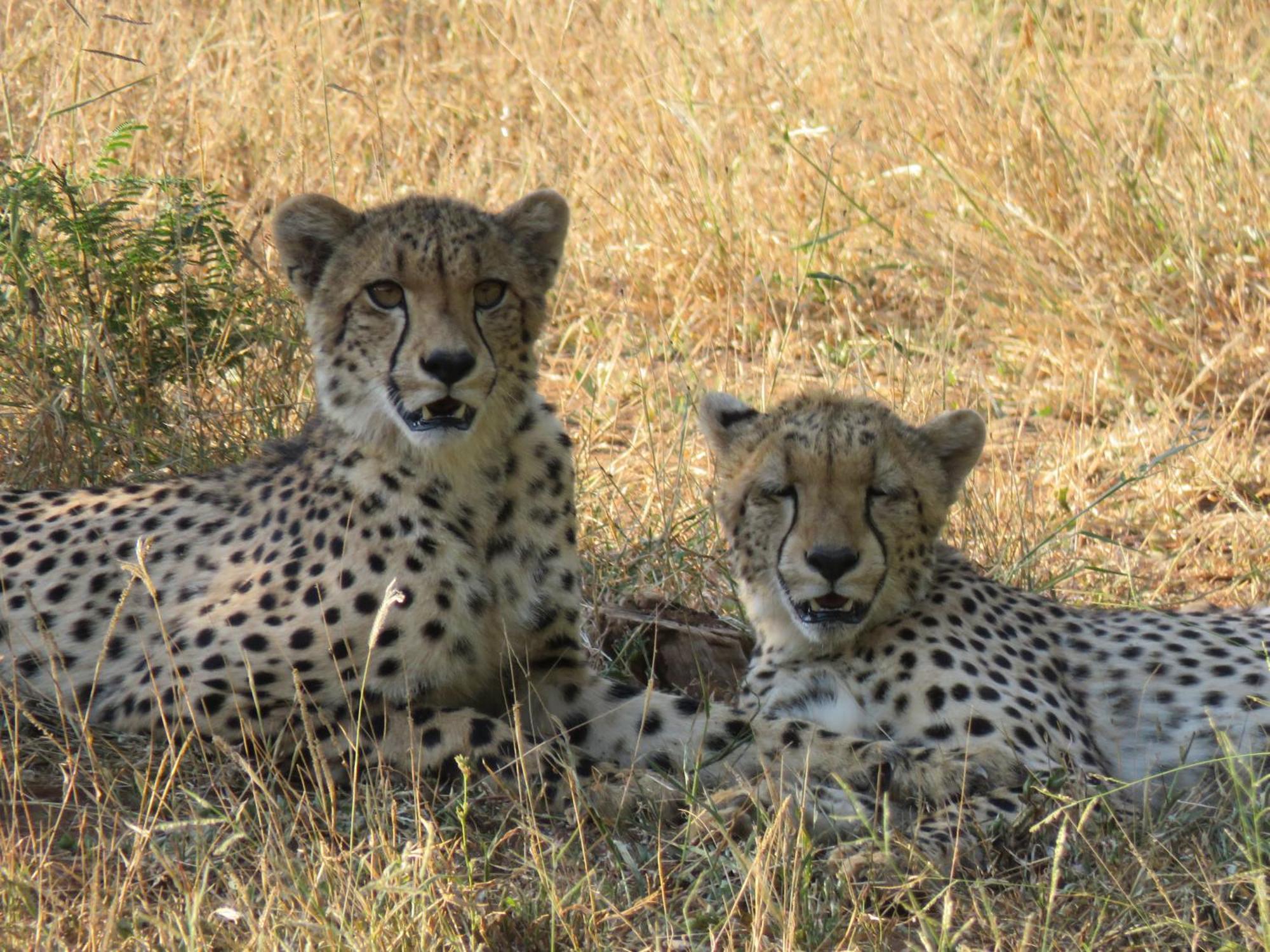 Sable Creek Safari Lodge Tzaneen Exteriör bild